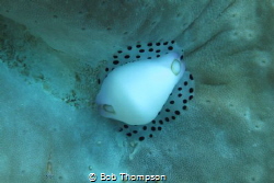 Diving from Kasai Village in Moalboal, Phillipines we cam... by Bob Thompson 